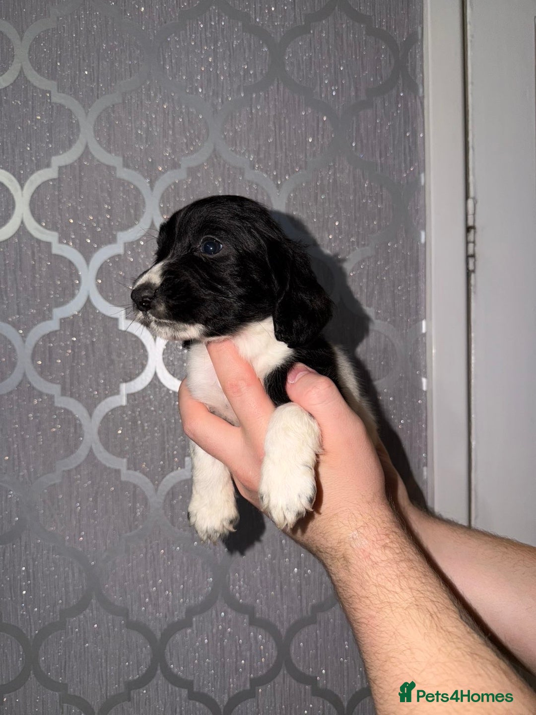 Cocker Spaniel dogs for sale: Cocker spaniel pups   - Advert 12