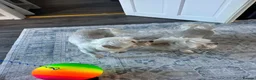Maltese dogs for sale: Two Female Maltese  in Burton-on-Trent - Advert 4