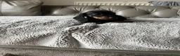 Dachshund dogs for sale: Dachshund puppies  - Advert 10