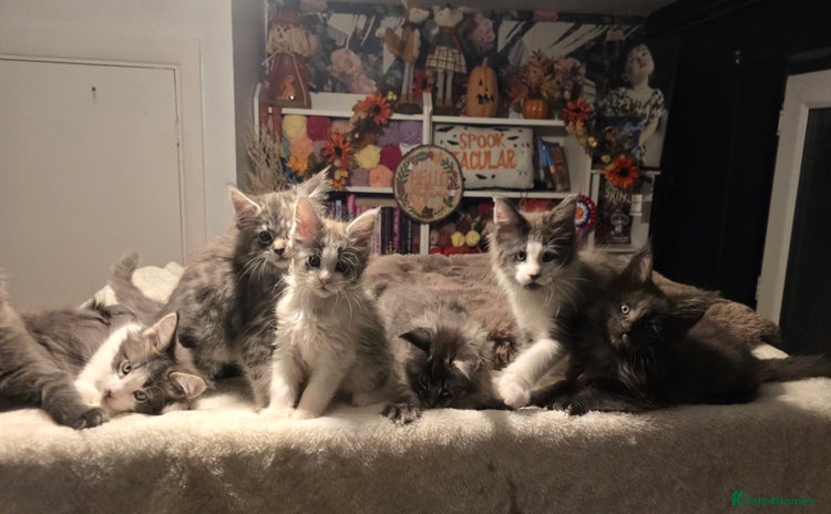 Maine Coon cats - Advert 3