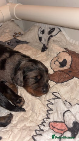 Miniature Dachshund dogs - Advert 5