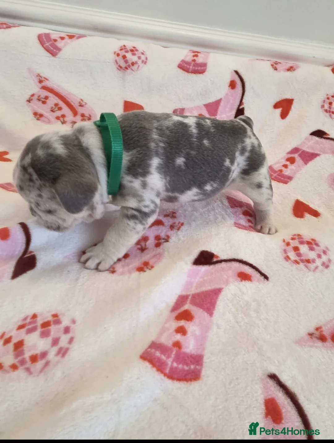 French Bulldog dogs for sale: Beautiful Frenchie puppies - Advert 23