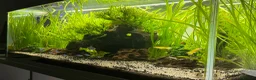 Plecos fish for sale: Aquarium / Fish Tank for sale  in East Grinstead - Advert 3