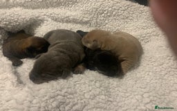 French Bulldog dogs for sale: French bulldog puppies - Image 12