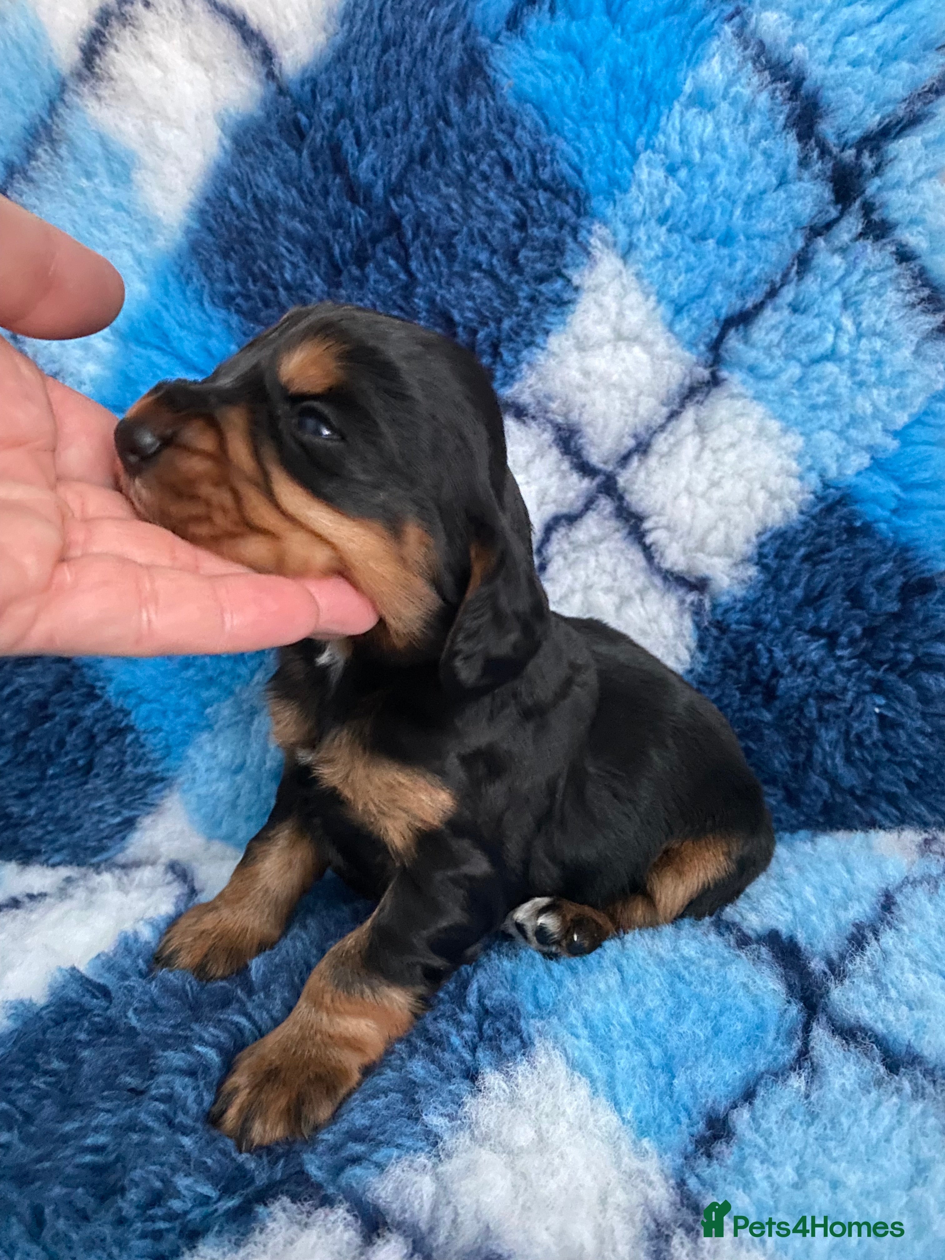 Cocker Spaniel dogs Cocker spaniel pups - Advert 5