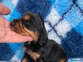 Cocker Spaniel dogs Cocker spaniel pups - Advert 5