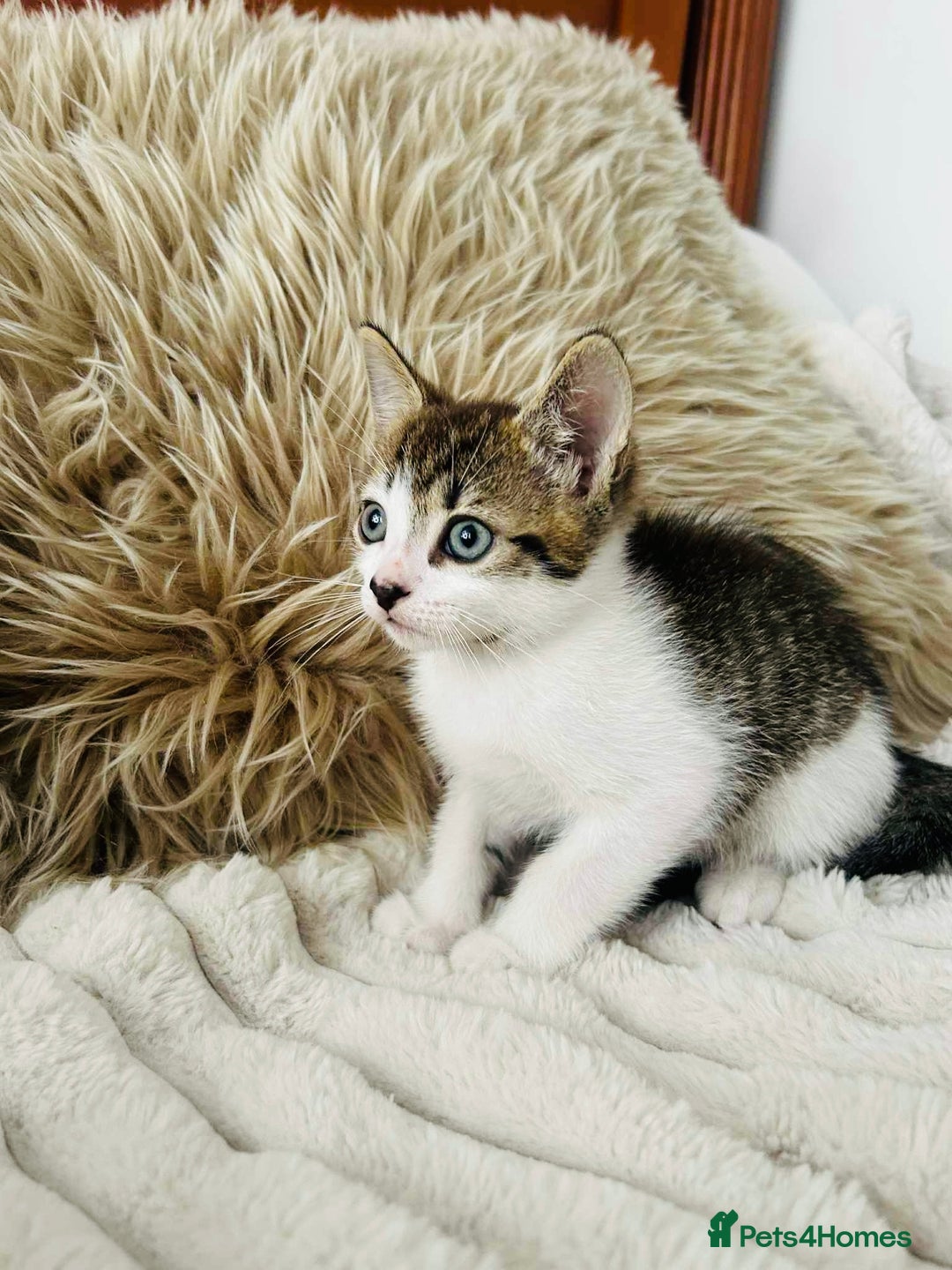 Mixed Breed cats for sale: Beautiful Kittens For Sale  - Image 14