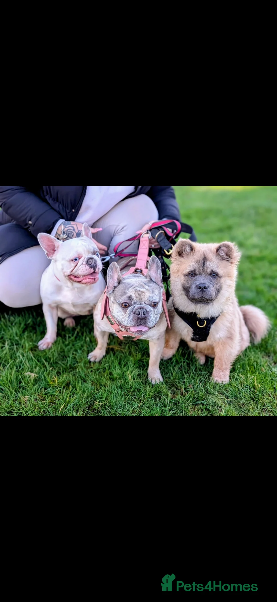 Chow Chow dogs for sale: Male chow chow  - Advert 2