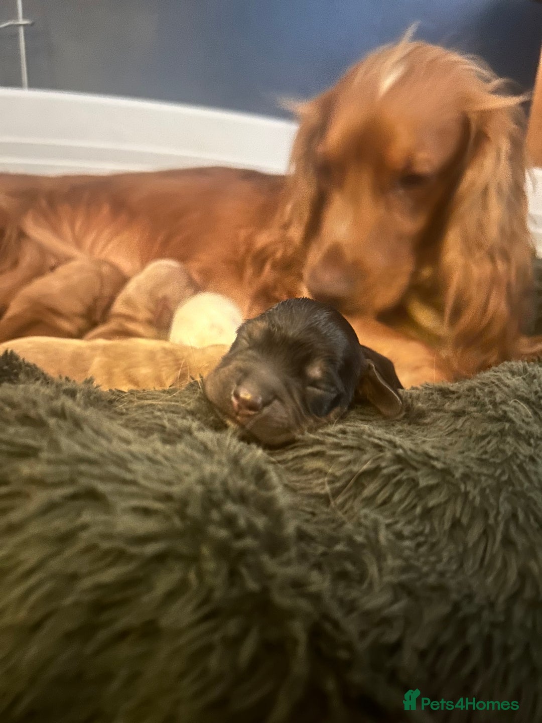 Cocker Spaniel dogs for sale: Cocker spaniel  - Advert 18