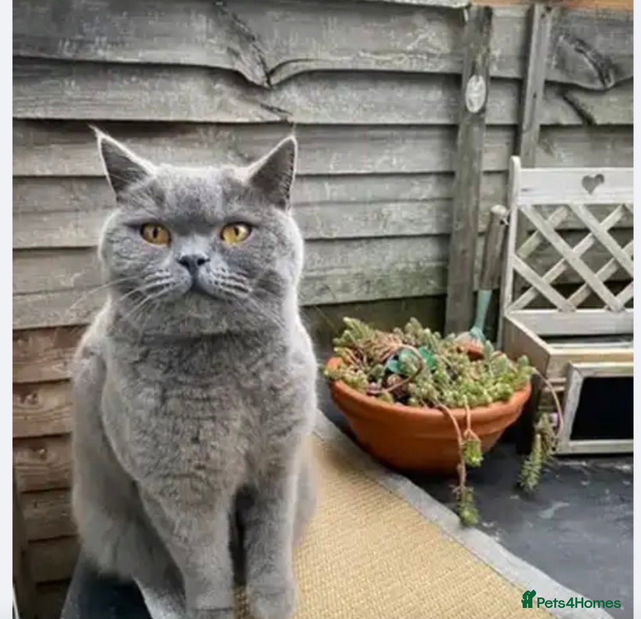 British Shorthair cats British blue shorthair  - Advert 1