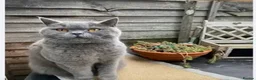 British Shorthair cats for sale: British blue shorthair  in Morden - Advert 1