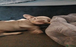 French Bulldog dogs for sale: French bulldog (silver/blue) - Image 6