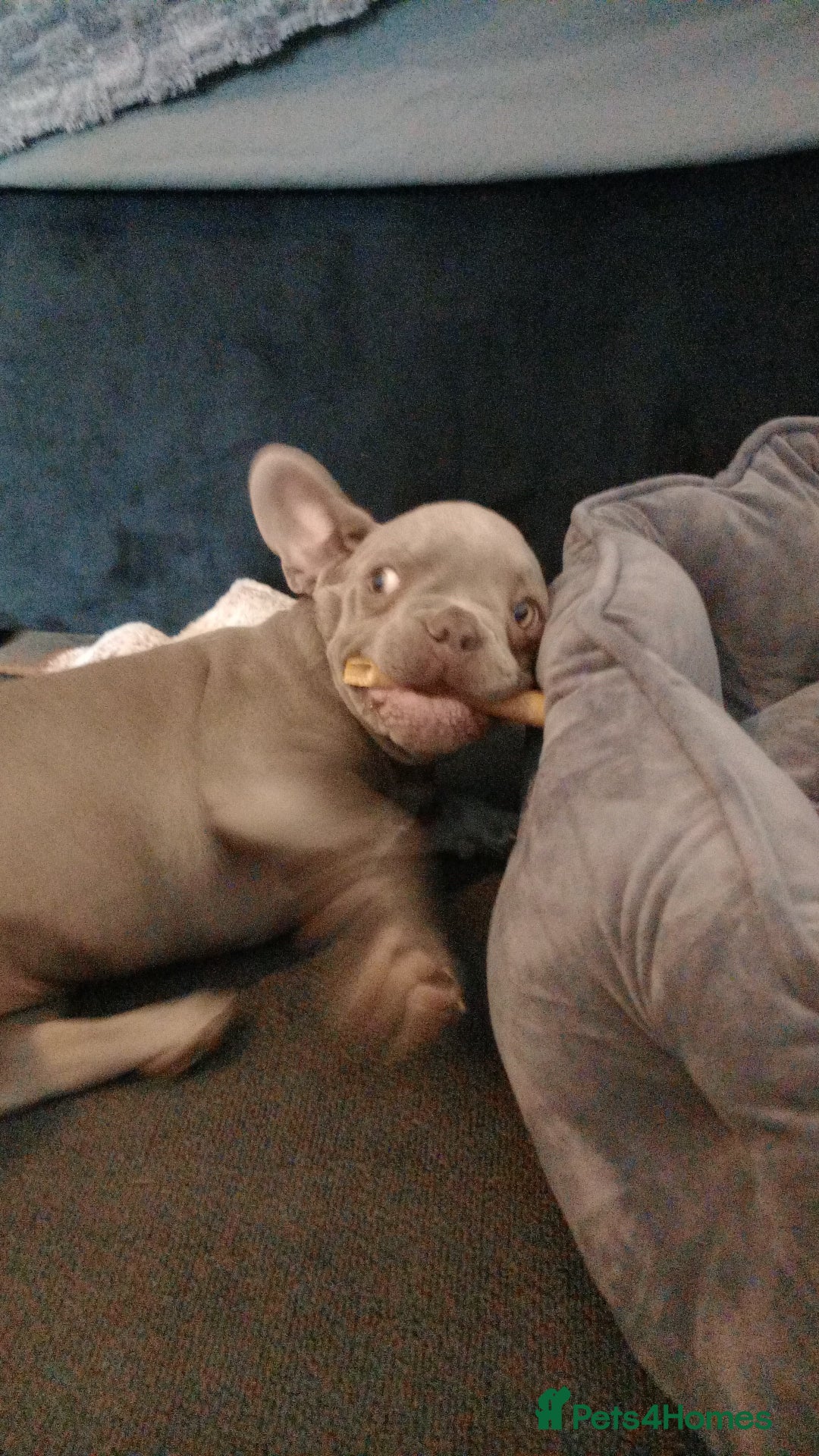 French Bulldog dogs for sale: French bulldog (silver/blue) - Image 6