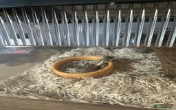 Snake reptiles for sale: Western Hognose Snake - Image 3