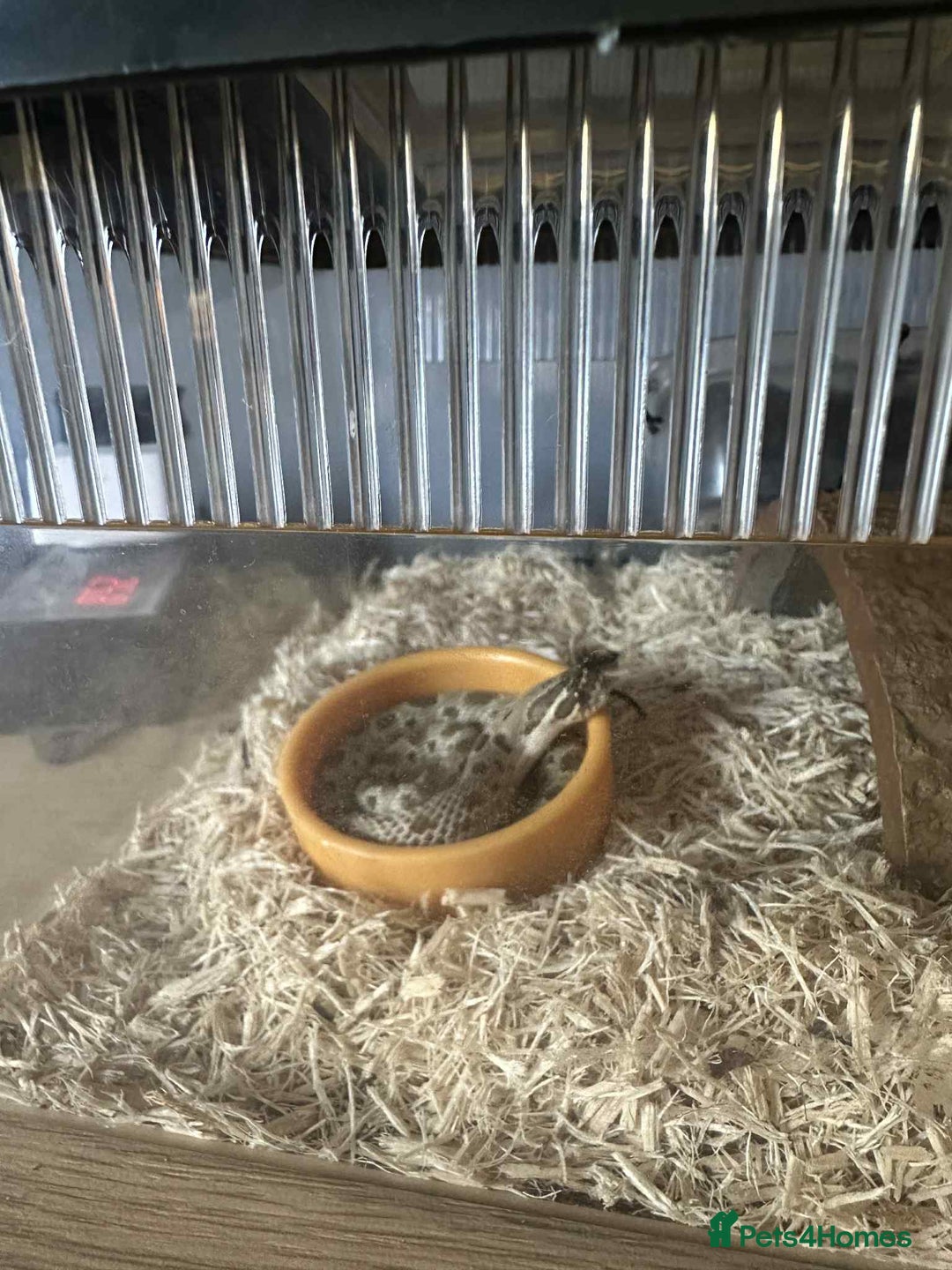 Snake reptiles for sale: Western Hognose Snake - Image 3