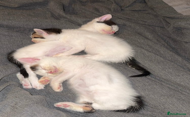 Mixed Breed cats - Advert 3