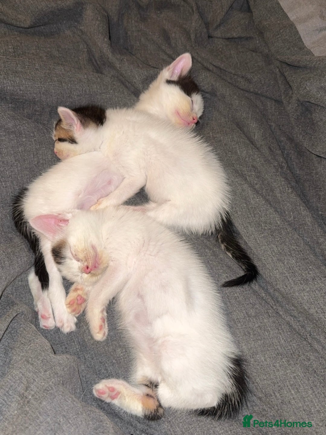 Mixed Breed cats for sale: 2 female kittens for sale  - Image 1