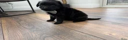 Cockapoo dogs for sale: Are beautiful toy cockapoo boy puppy  in Shepperton - Advert 6