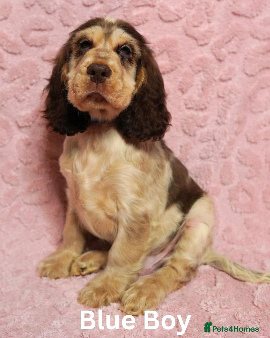 Cocker Spaniel dogs Quality, Show Type, Cocker Spaniel Puppies - Advert 1