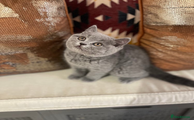 British Shorthair cats - Advert 3