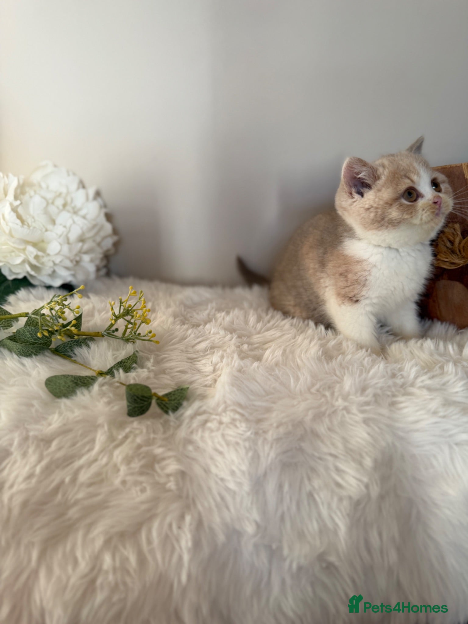 British Shorthair cats Full Pedigree/Registered BSH from £995 - Advert 1