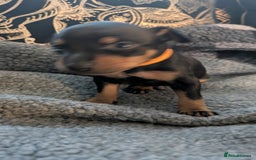 English Toy Terrier dogs for sale: Quality English Toy Terrier puppy  - Advert 2