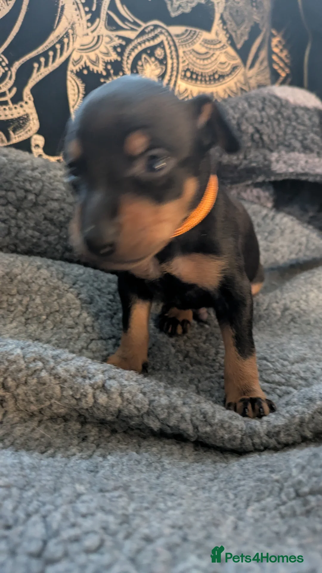 English Toy Terrier dogs for sale: Quality English Toy Terrier puppy  - Advert 2