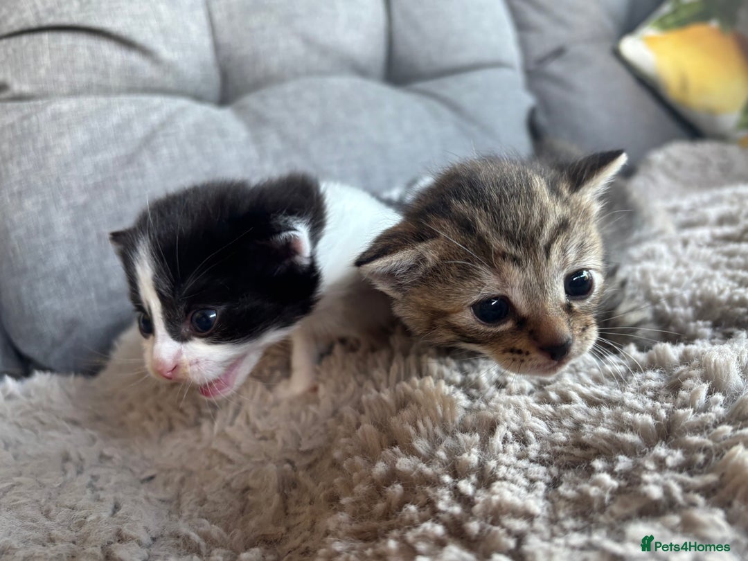 Mixed Breed cats for sale: Cute Kittens for sale! - Image 1
