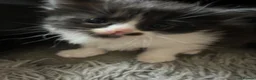 Ragdoll cats for sale: Ragdoll X Kittens  - Advert 8