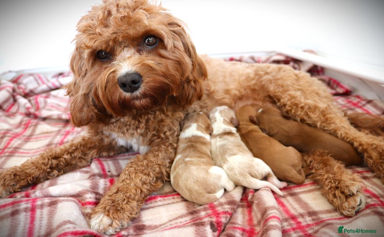 Cavapoo dogs - Advert 1