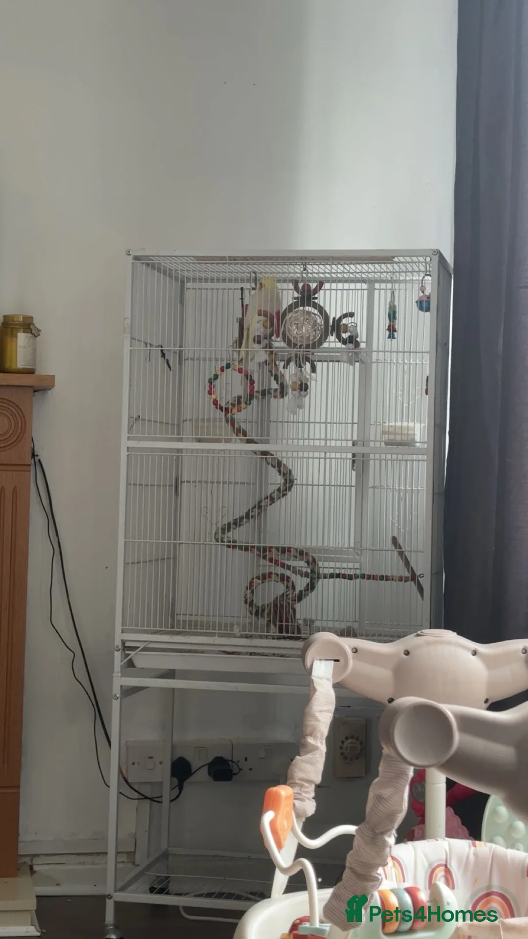 Cockatiels birds for sale: Cockatiel and cage  in Stafford - Advert 2