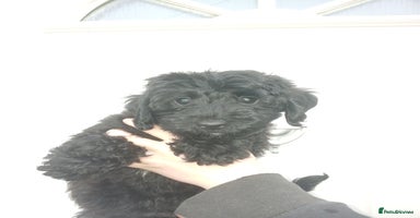 Cockapoo dogs READY NOW Toy f1b cockapoo  - Advert 3