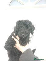 Cockapoo dogs READY NOW Toy f1b cockapoo - Advert 2