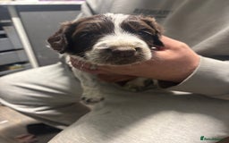 Mixed Breed dogs for sale: Spaniel puppies - Advert 11