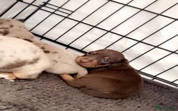Miniature Dachshund dogs for sale: Perfectly sized miniature dachshunds. - Image 1
