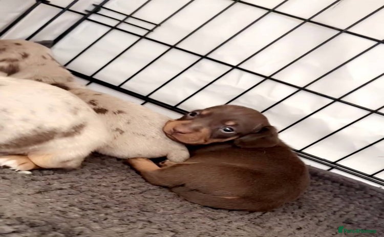 Miniature Dachshund dogs - Advert 2