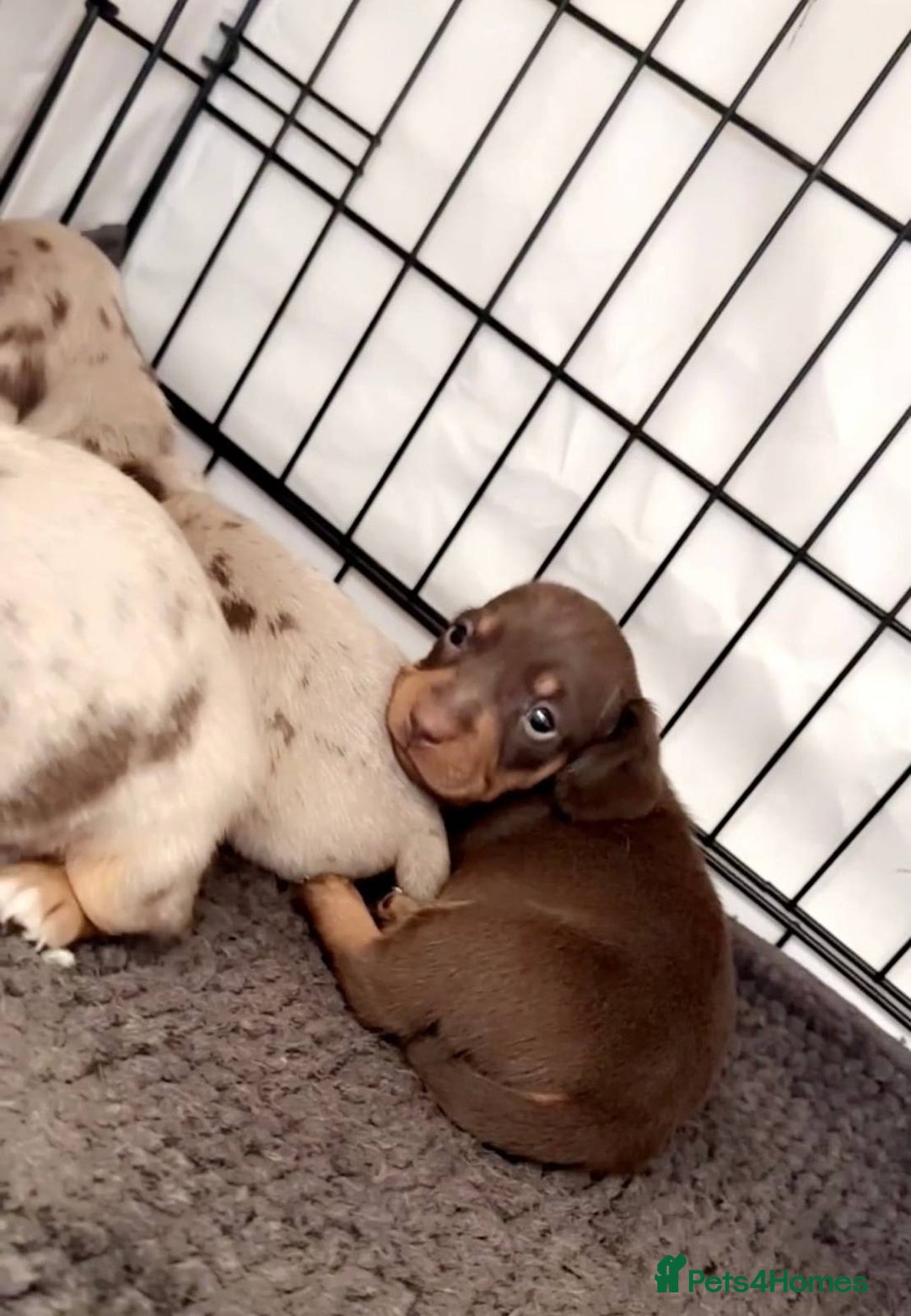 Miniature Dachshund dogs for sale: Perfectly sized miniature dachshunds. - Image 1