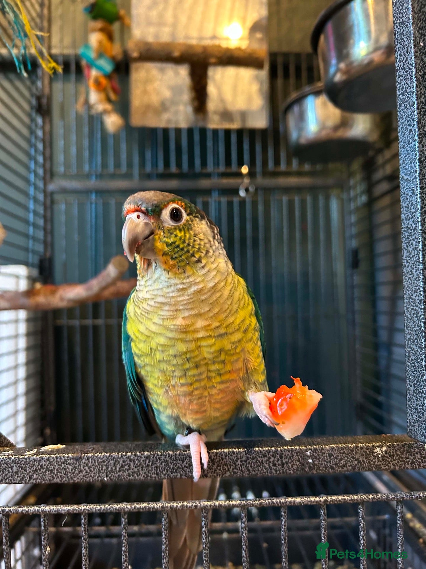 Conures birds Green Cheek Conure Looking for His Forever Home - Advert 1