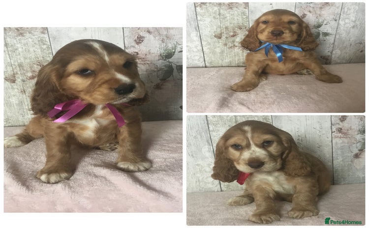Cocker Spaniel dogs - Advert 1