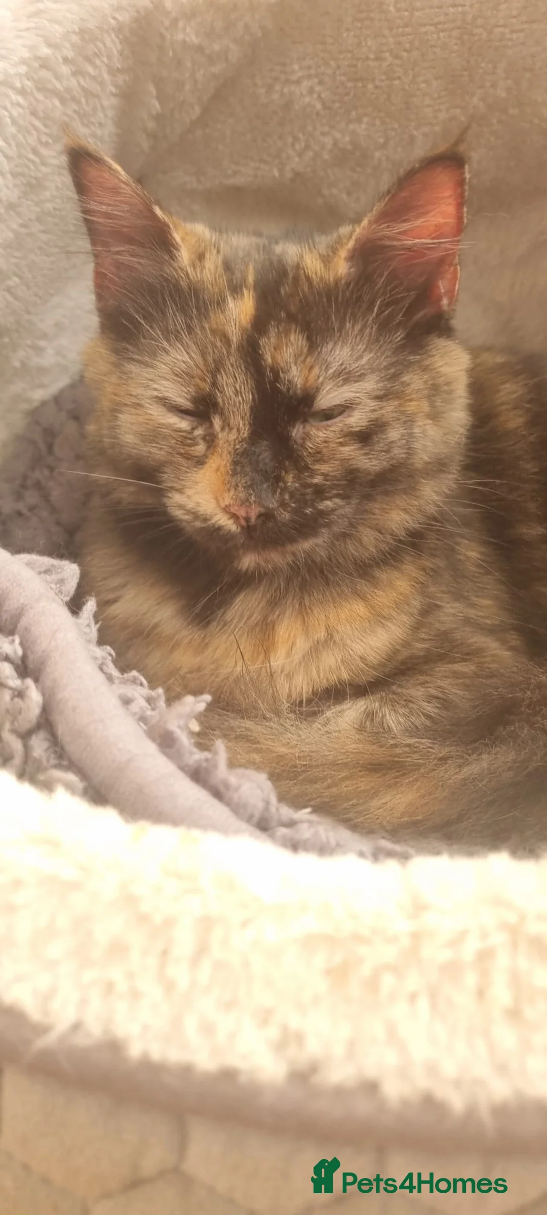 Mixed Breed cats for sale: Female kittens - Advert 1