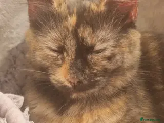 Mixed Breed cats Female kittens - Advert 2