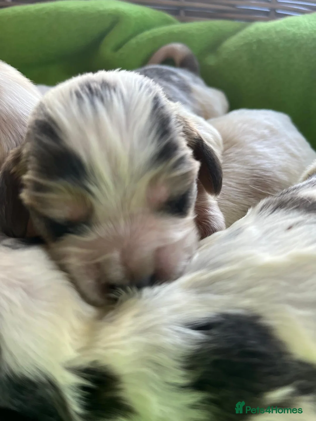 Cocker Spaniel dogs for stud: Orange Roan KC reg Show Cocker Spaniel Stud - Advert 11