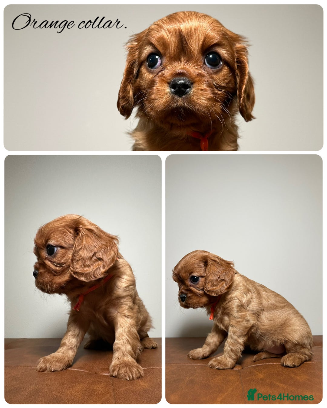 Cavalier King Charles Spaniel dogs for sale: Health Tested parents, Beautiful litter of CKCS - Image 6