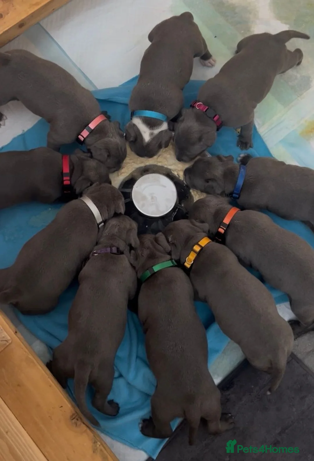 Staffordshire Bull Terrier dogs for sale: Beautiful Pure English Blue Staffys pups for sale - Advert 5