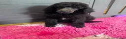 Standard Poodle dogs for sale: STANDARD POODLE PUPPIES FULLY TESTED PARENTS  - Advert 27