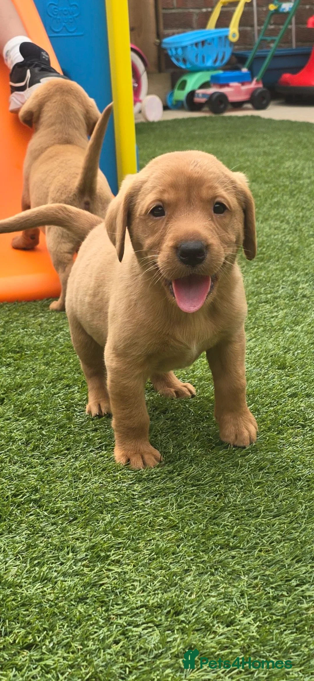 Labrador Retriever dogs for sale: Kc registered labrador puppies - Advert 2