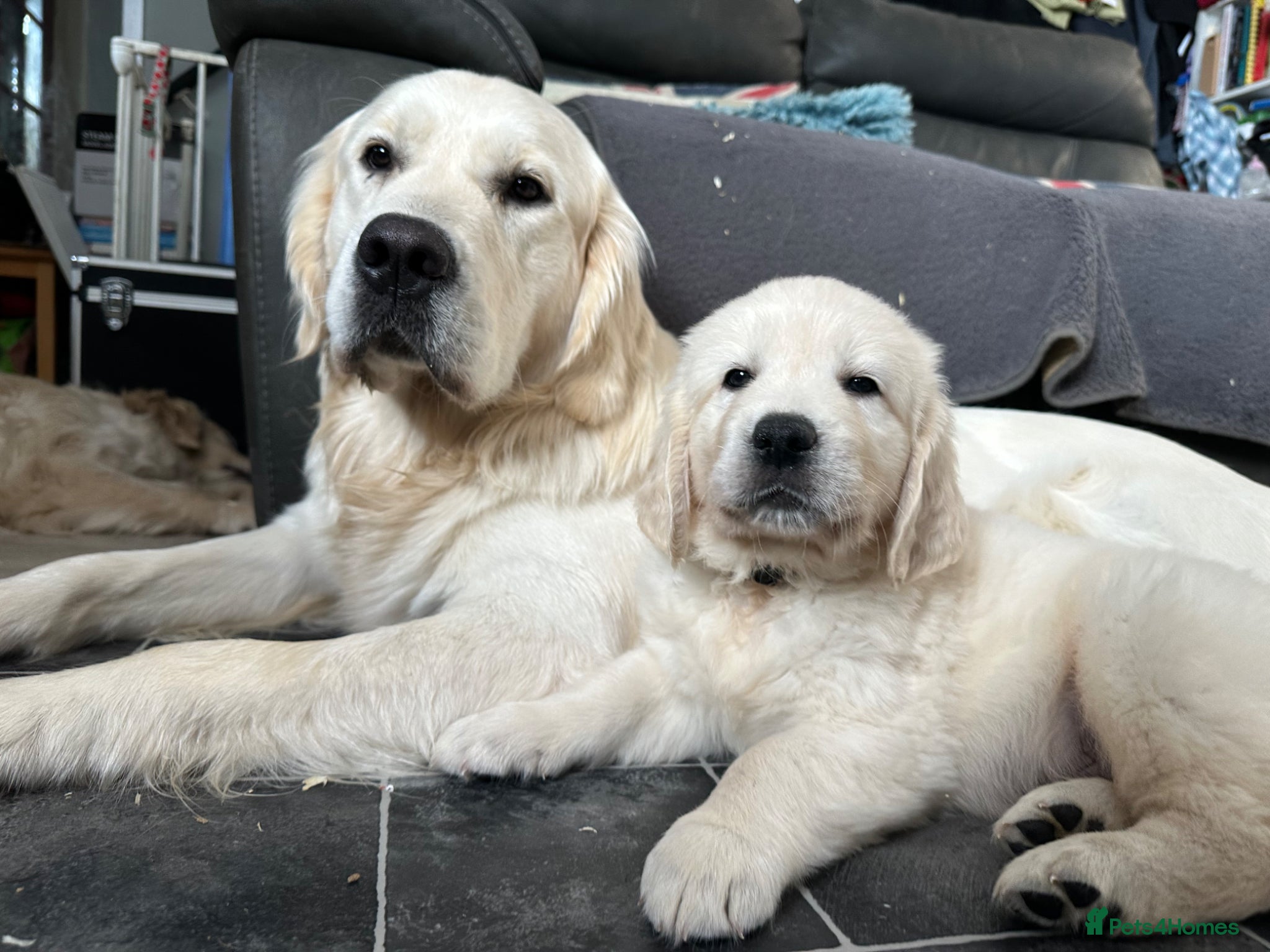Golden Retriever dogs Golden retrievers Puppies full health tested &  kc - Advert 1