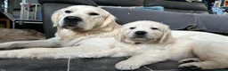 Golden Retriever dogs for sale: Golden retrievers Puppies full health tested &  kc - Advert 1