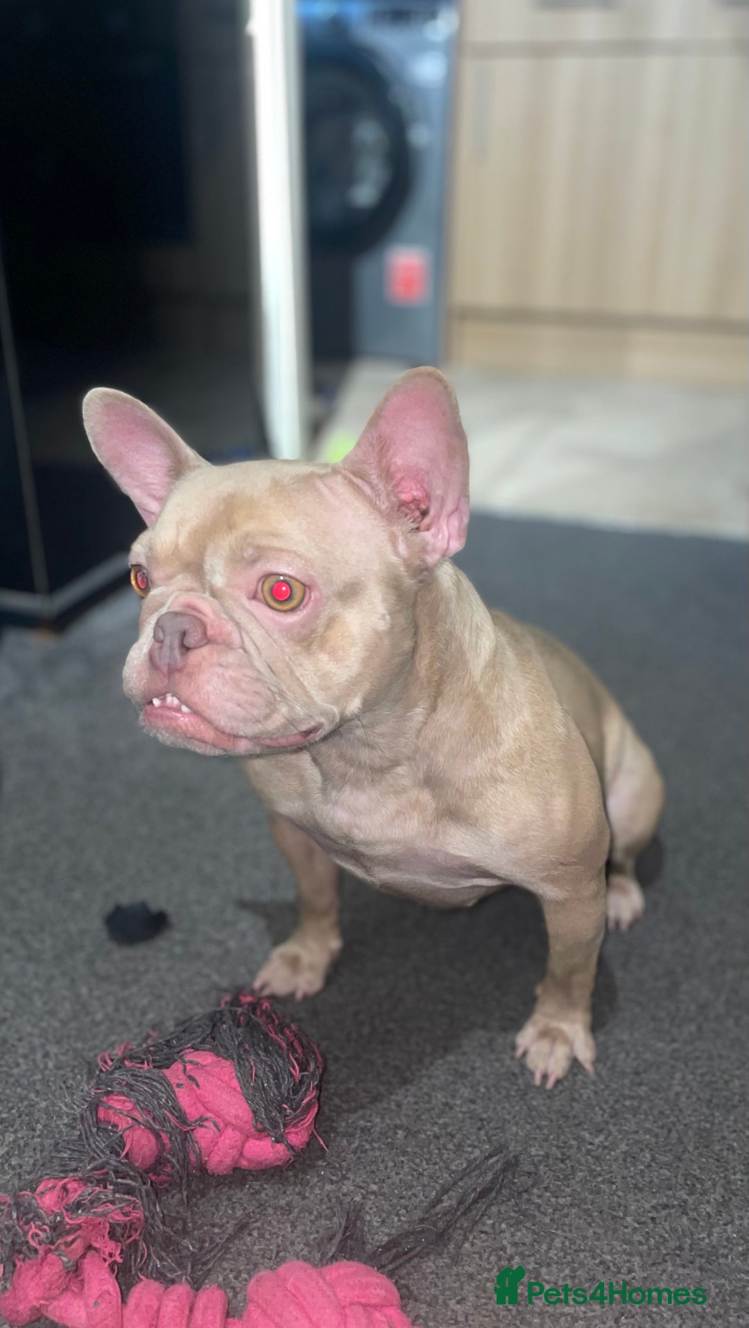 French Bulldog dogs for sale: Female Isabella French bulldog Kc registered  - Advert 2