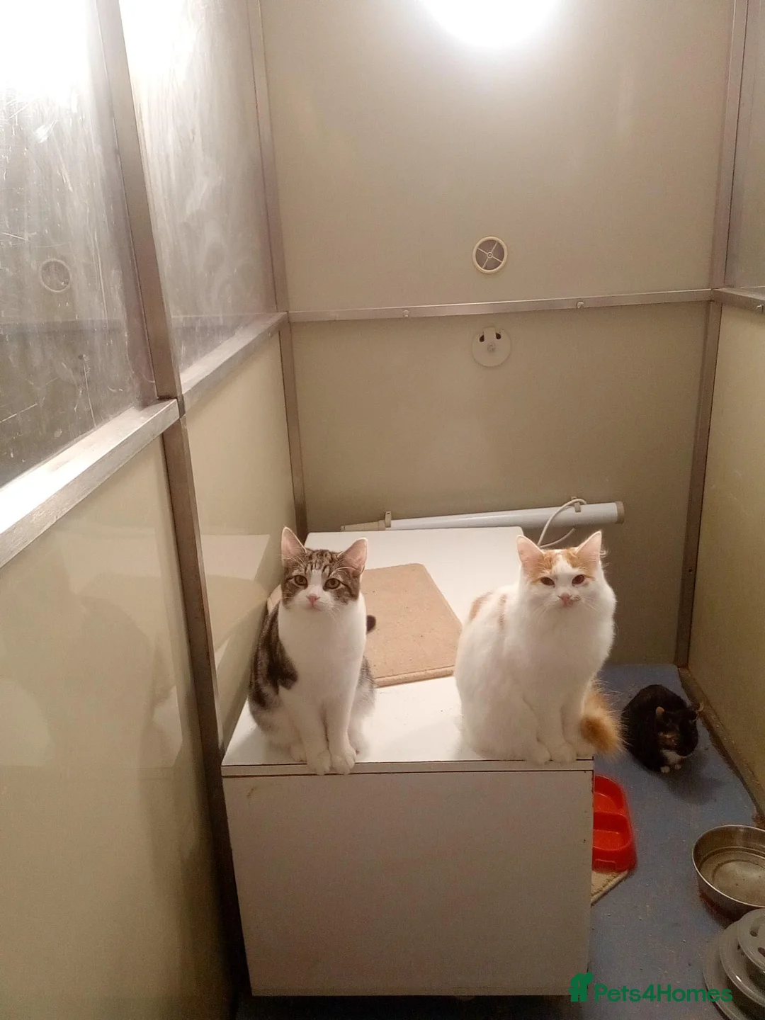 Domestic Shorthair cats for adoption: Zeb - polydactyl kitten for adoption  - Advert 2